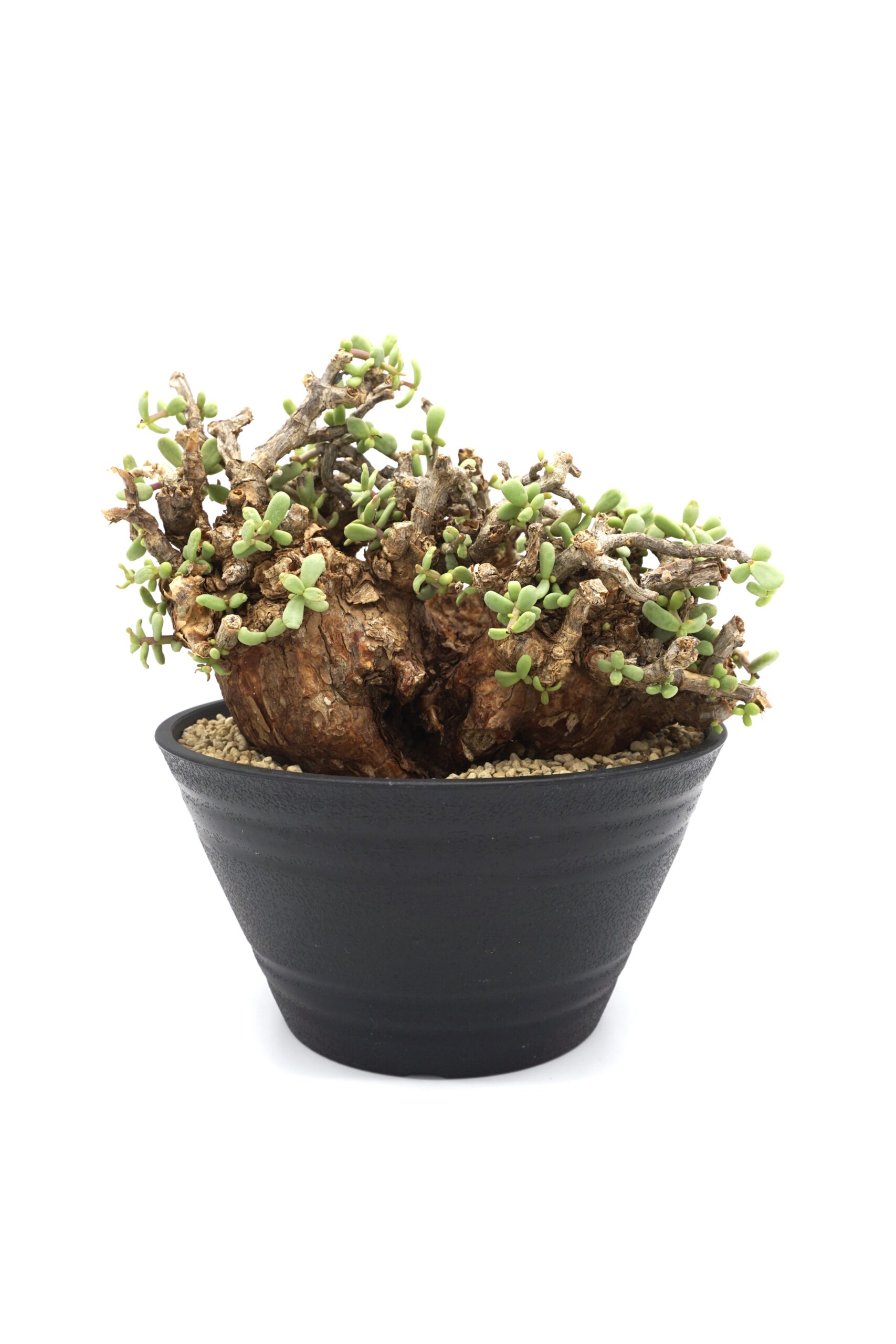 コーデックス冬型入荷 | LEO.