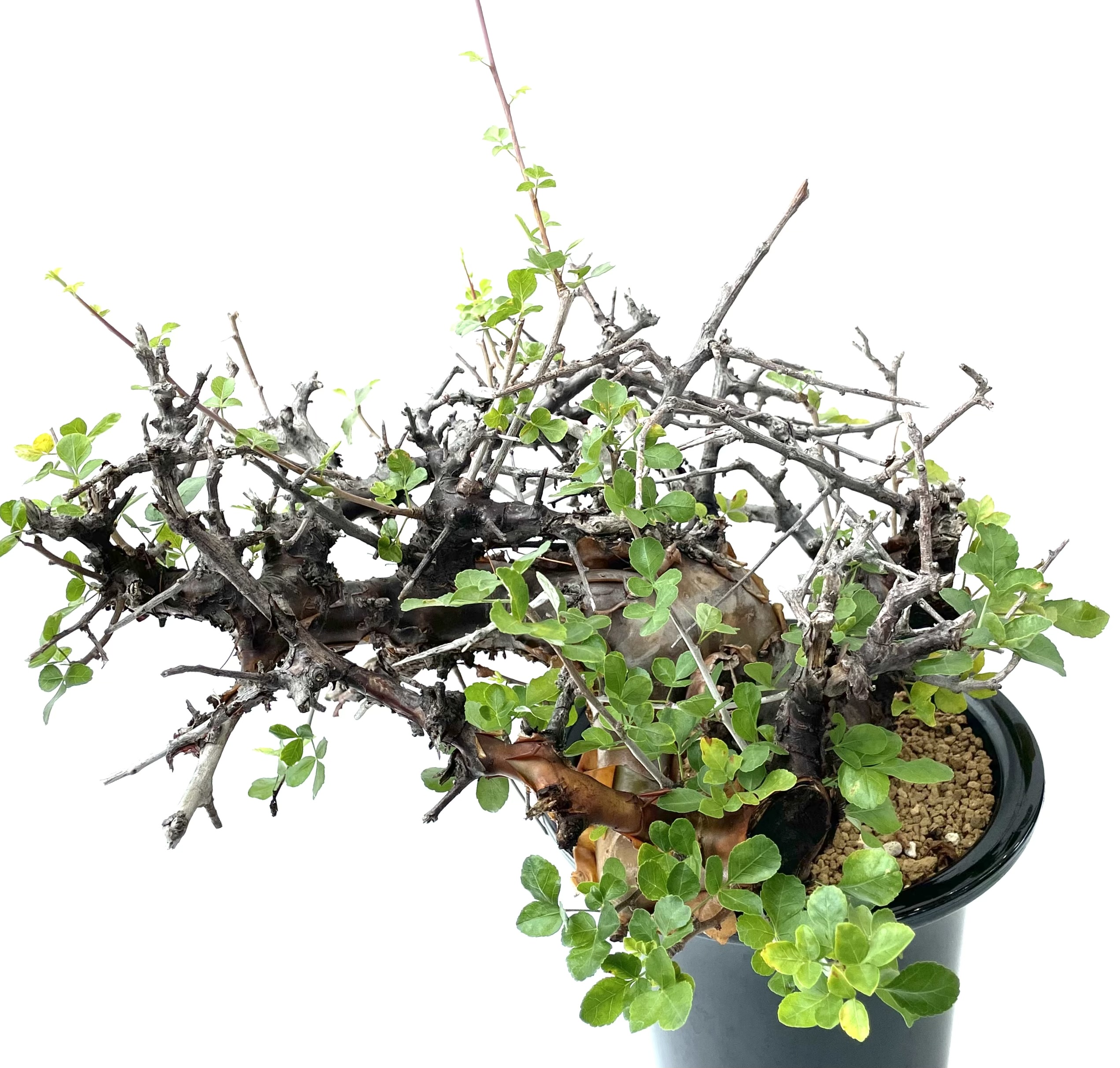 Commiphora boranensis/コミフォラ ボラネンシス | LEO.