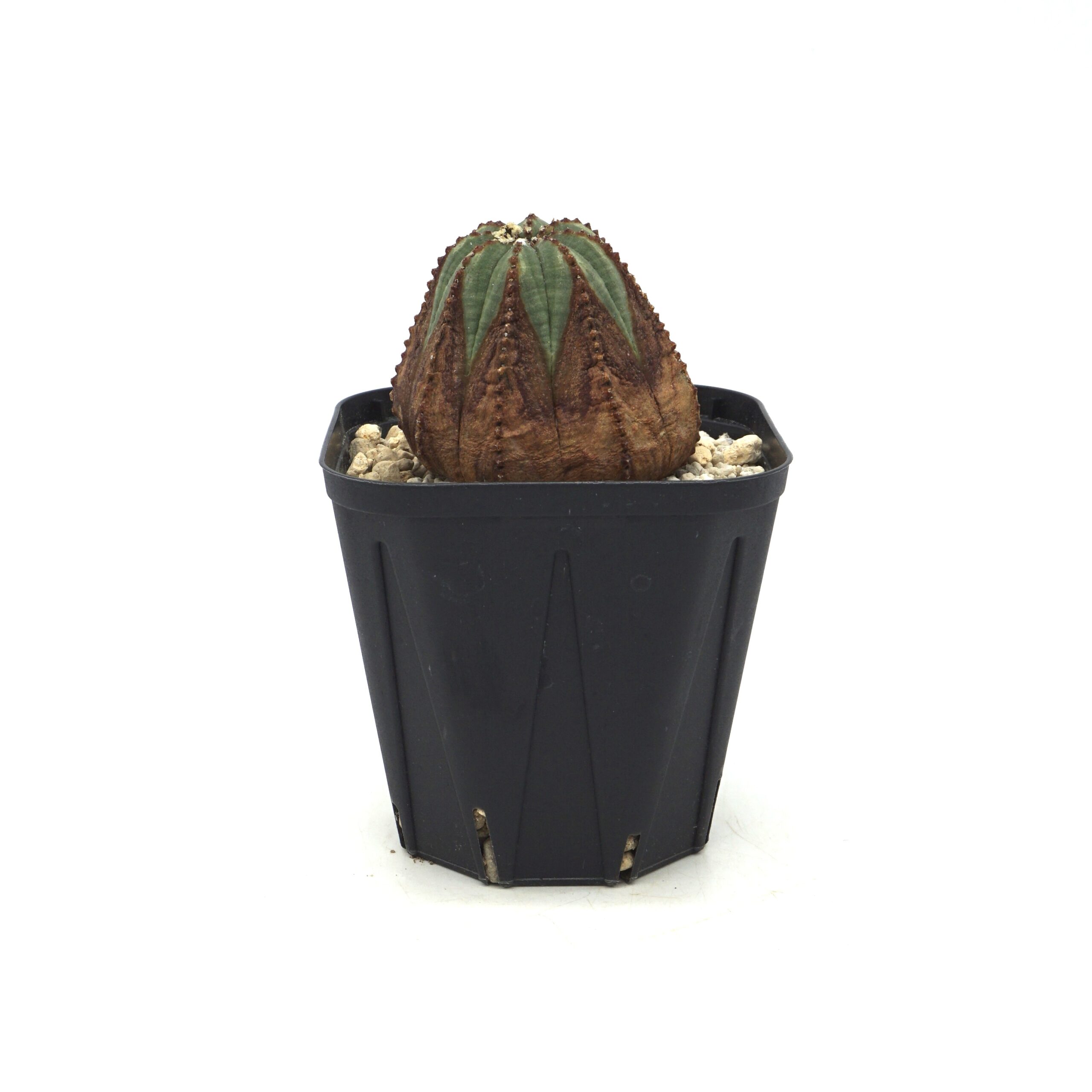 Euphorbia obesa/ユーフォルビア・オベサ | LEO.